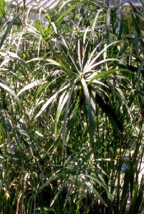 Umbrella Palm – Cyperus alternifolius (Pre-Order)