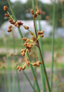 Bulrush – Scirpus lacustris (Pre-Order)