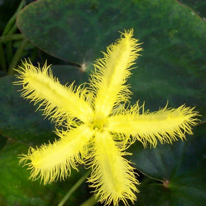 Yellow Snowflake – Nymphoides geminata (Pre-Order)