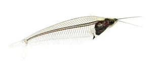 GLASS CATFISH