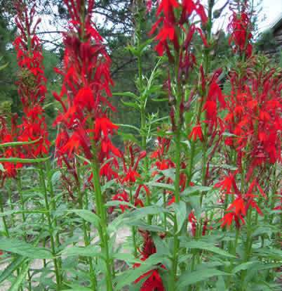 Cardinal Flower – Lobelia cardinalis (Pre-Order)