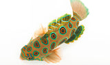 Psychedelic Mandarin (Synchiropus picturatus) arrived June 24