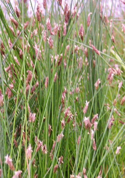 Needle Rush – Eleocharis montevidensis (Pre-Order)