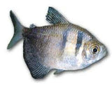 Black Skirt Tetra