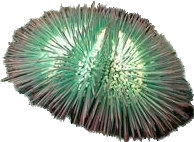Pin Cushion Urchin (Lytechinus variegatus)