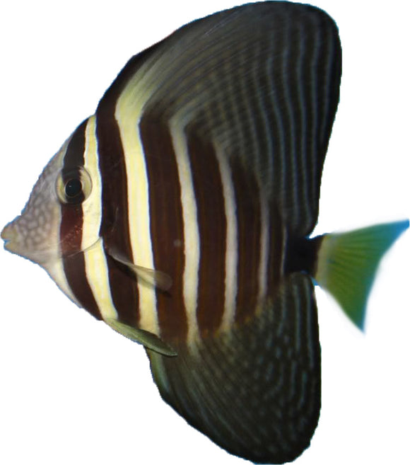 Sailfin Tang Small