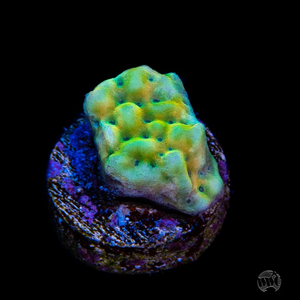 WWC Kung Pow Montipora Frag