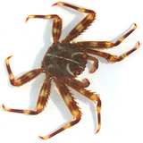 Sally Lightfoot Crab