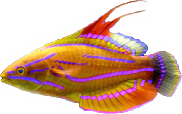 Carpenters Wrasse (Arrived April  25 )