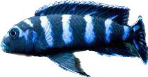 Demasoni Cichlid 1”