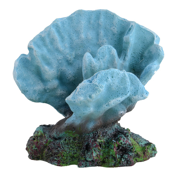 Acro Coral - Blue