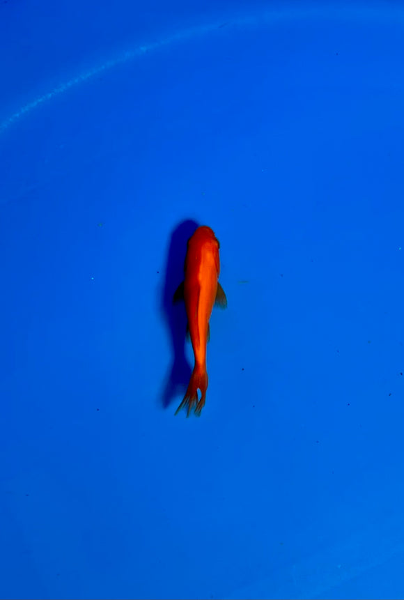 Wakin Goldfish #09 WYSIWYG
