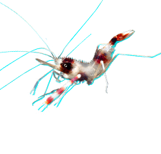 Coral Banded Shrimp (Stenopus hispidus)