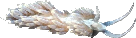 Berghia Nudibranch