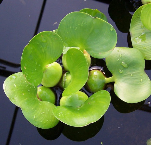 Dwarf Water Hyacinth – Eichhornia crassipes spp (Pre-Order)