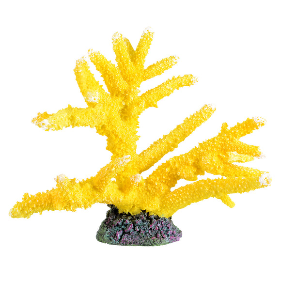 Branch Coral - Sun