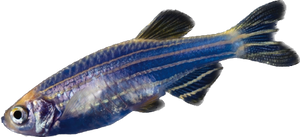 GloFish® Cosmic Blue Danio