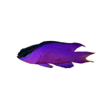 Black Cap Basslet (arrived April 23)