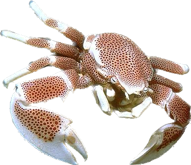 White Porcelain Anemone Crabs (Neopetrolisthes maculatus)