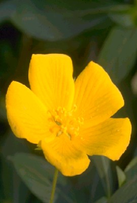 Primrose Creeper – Jussiaea diffusa (Pre-Order)