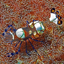 White Spot Anemone Shrimp (Periclimenes brevicarpalis)