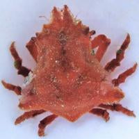 Orange Sponge Decorator Crab