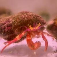 Red Zebra Hermit Crab