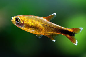 Silver Tip Tetra