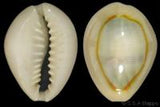 Gold Ring Cowrie (Cyprea annulus)