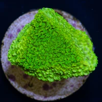 Yellow Cap Monti Frag