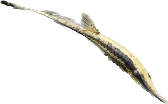 Farlowella Catfish