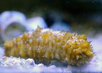 Yellow Caribbean Sea Cucumber (Holothuria Floridana)