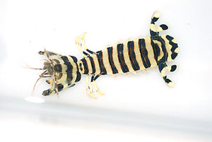 Zebra Mantis Shrimp SHOW