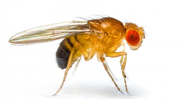 Fruit Fly Culture (Melanogaster) Pre-Order
