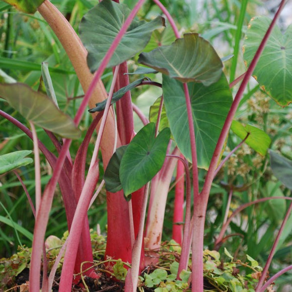 Rhubarb Taro – Colocasia esculenta (Pre-Order)