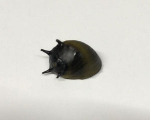Black Horned Nerite Snail