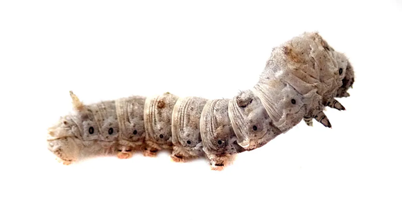 Silkworm (Pre-Order)