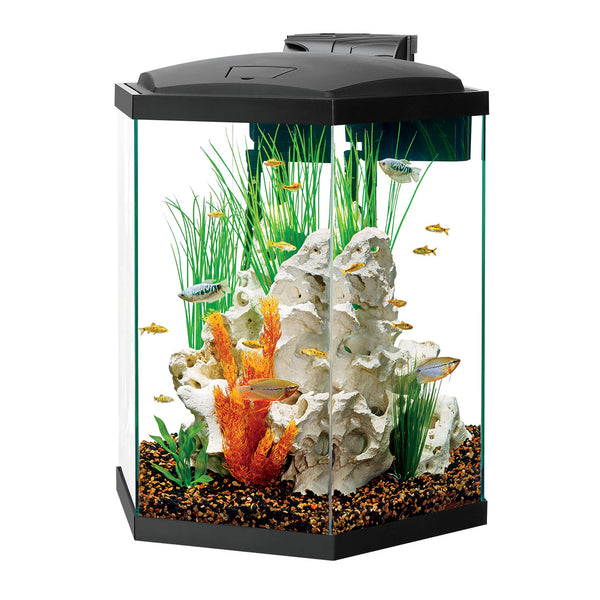 Aqueon Hex LED Aquarium Kit 35 gal Total Aquatics Inc