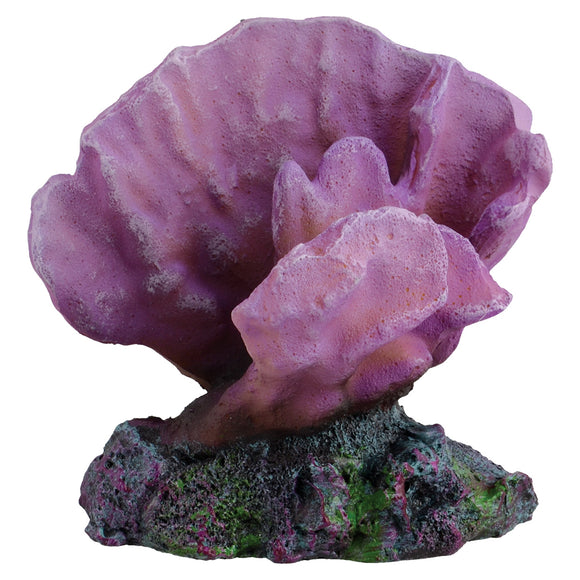 Acro Coral - Purple