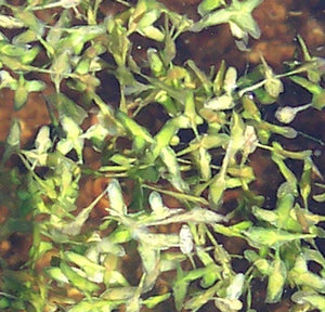Ivy-Leaved Duckweed – Lemna triscula (Pre-Order)