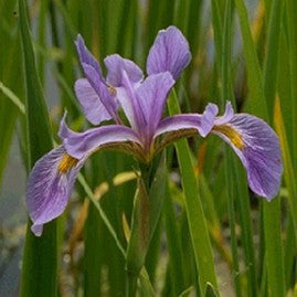 Blue Water Iris – Iris versicolor (Pre-Order)
