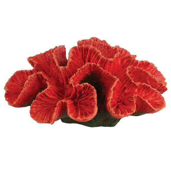 Pacific Rose Coral - Small