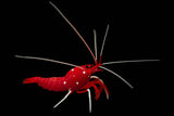 Blood Shrimp (Lysmata debelius)