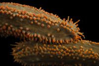 Red Footed Pygmy Cucumber (Pentacta pygmaea)