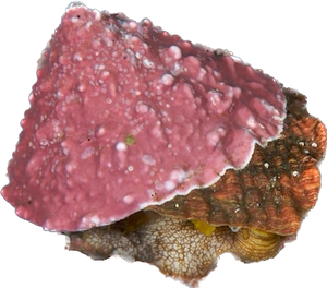 Pink Turban Snail