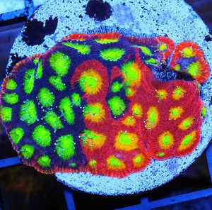 Mighty Max Grafted Favia Frag