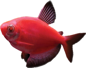 GloFish® Starfire Red Tetra