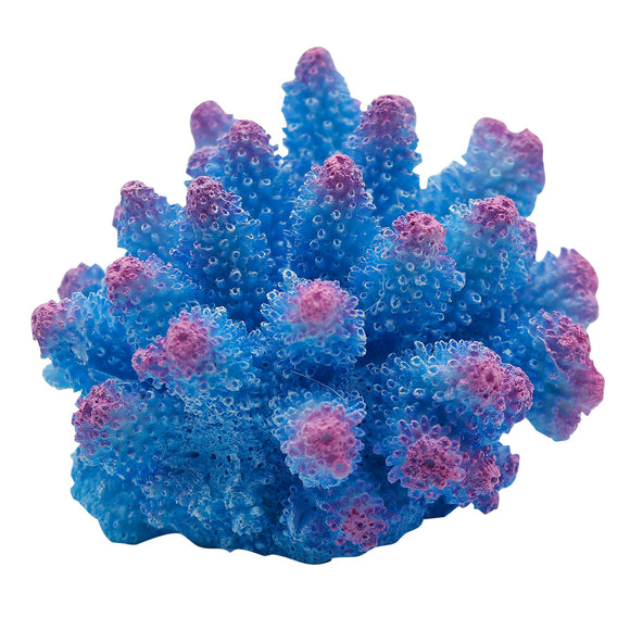 Cauliflower Coral - Blue
