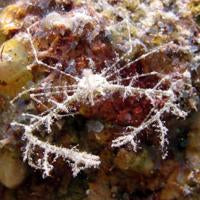 Decorator Frilly Arrow Crab (Metoporhaphis calcaratus)