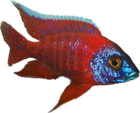 Red Ruben Peacock Cichlid
